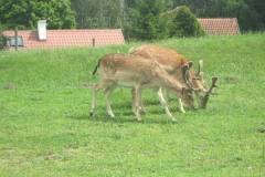 FRAJDA_LATO-2011_WILIMY_TURNUS-I_-106